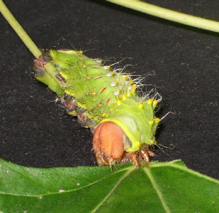 moth polyphemus moths
